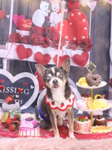 20250208メルくん